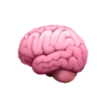 Brain